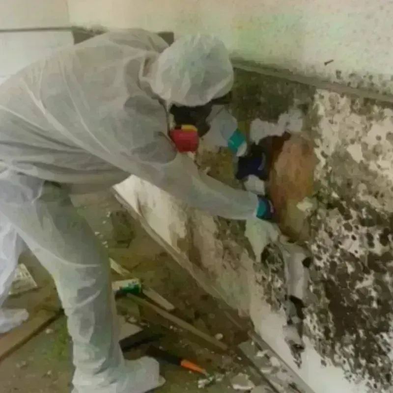 Mold Remediation and Removal in Tryon, NC